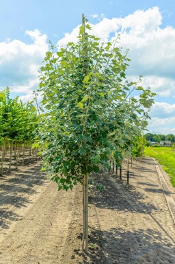 Populus alba hochstamm 10/12