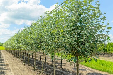 Populus alba hochstamm