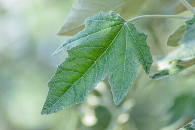 Populus alba hochstamm 10/12