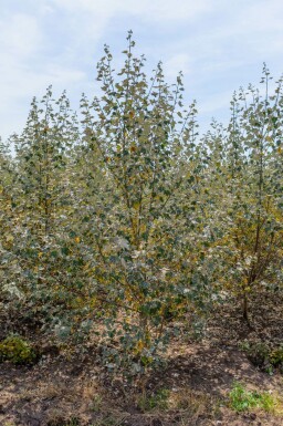 Populus alba mehrstämmig