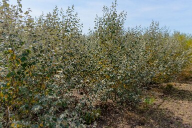 Populus alba mehrstämmig