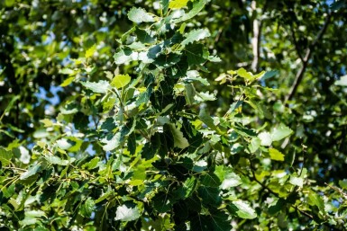 Populus canescens