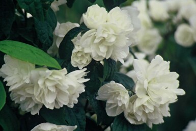 Philadelphus 'Virginal'