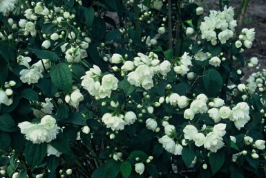 Philadelphus 'Virginal'