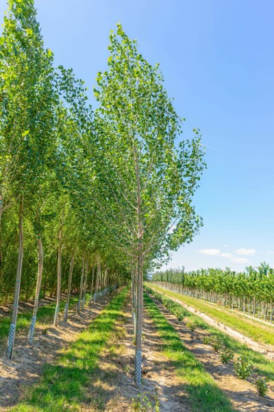 Populus nigra hochstamm 10/12