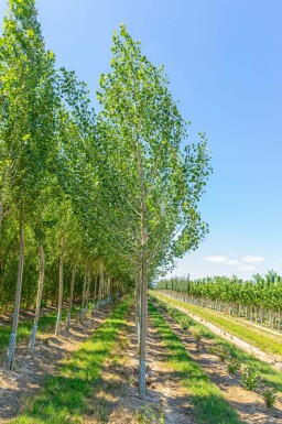 Populus nigra hochstamm