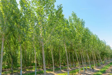 Populus nigra hochstamm