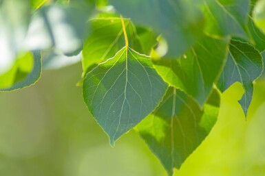 Populus nigra hochstamm 10/12