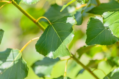 Populus nigra 'Italica'