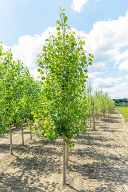 Populus nigra 'Italica' hochstamm