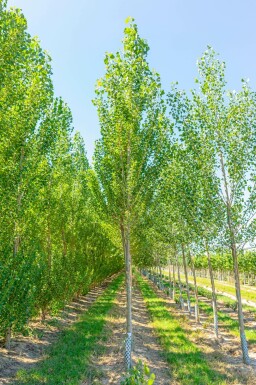 Populus nigra 'Italica' hochstamm 10/12