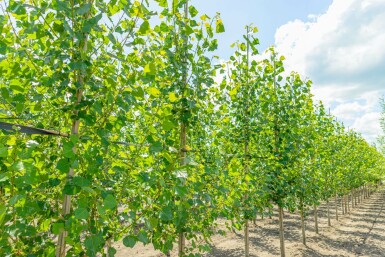 Populus nigra 'Italica' hochstamm 10/12