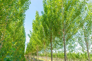 Populus nigra 'Italica' hochstamm 10/12