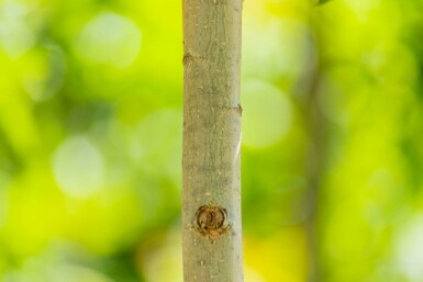 Populus nigra 'Italica' hochstamm 10/12