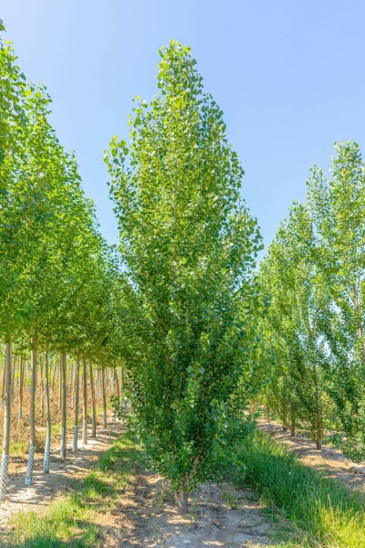 Populus nigra 'Italica' stammbusch 12/14