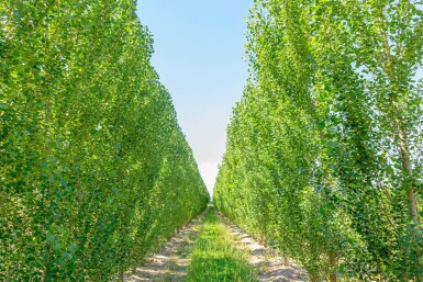 Populus nigra 'Italica' stammbusch