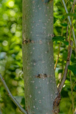 Populus nigra 'Italica' stammbusch 12/14