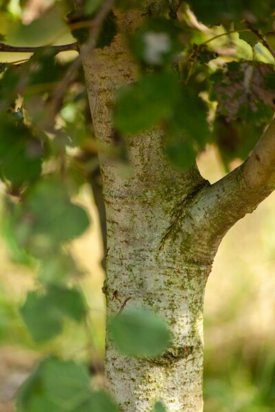 Populus tremula