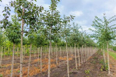 Populus tremula hochstamm