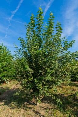 Populus tremula mehrstämmig