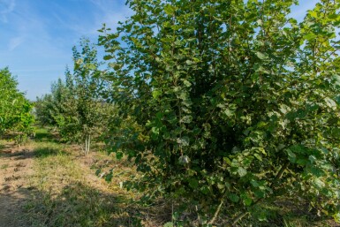 Populus tremula mehrstämmig 250-300