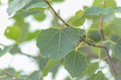 Populus tremula mehrstämmig 250-300