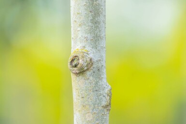 Populus tremula mehrstämmig 250-300