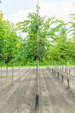 Prunus 'Accolade' hochstamm