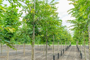 Prunus 'Accolade' hochstamm 180 cm