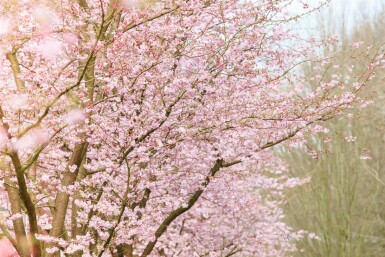 Prunus 'Accolade' hochstamm 180 cm