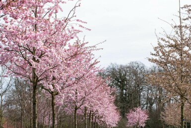 Prunus 'Accolade' hochstamm 180 cm