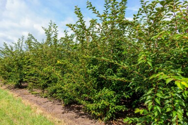 Prunus 'Accolade' mehrstämmig