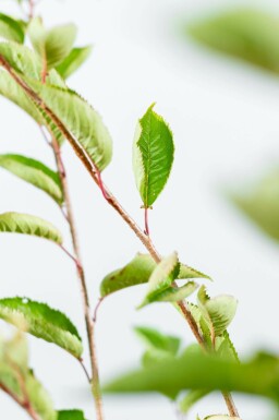 Prunus 'Accolade' mehrstämmig 200-250