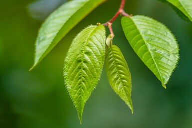 Prunus 'Accolade' mehrstämmig 200-250