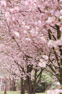 Prunus 'Accolade' mehrstämmig 200-250