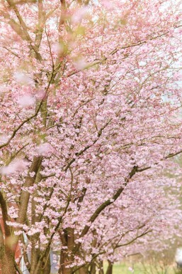 Prunus 'Accolade' halbstamm 120cm Stamm