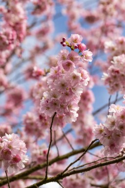 Prunus 'Accolade' halbstamm 120cm Stamm