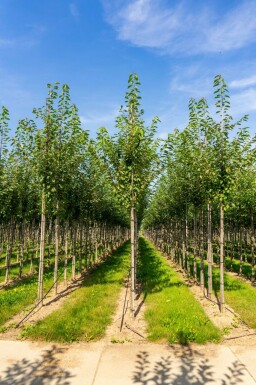 Prunus avium hochstamm 10/12