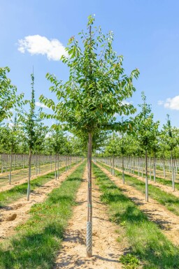 Prunus avium hochstamm