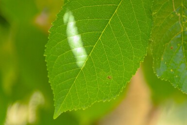 Prunus avium hochstamm 10/12