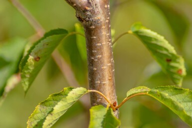 Prunus avium hochstamm 10/12