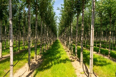 Prunus avium hochstamm 10/12