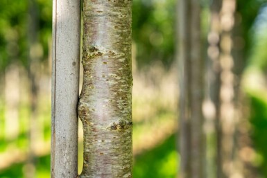 Prunus avium hochstamm 10/12