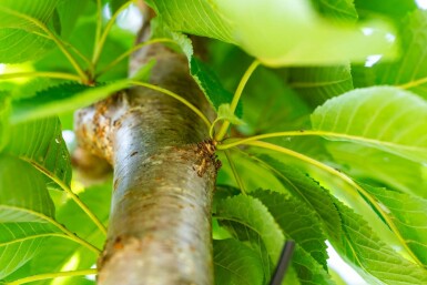 Prunus avium hochstamm 10/12