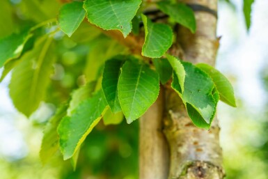 Prunus avium hochstamm 10/12