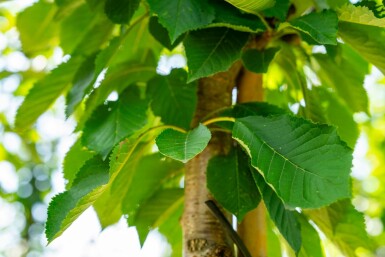 Prunus avium hochstamm 10/12