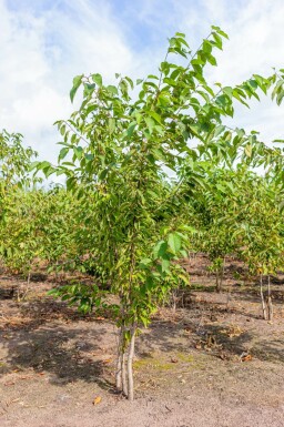 Prunus avium mehrstämmig