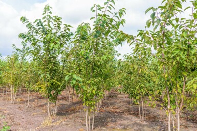 Prunus avium mehrstämmig