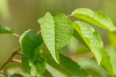 Prunus avium mehrstämmig 200-250