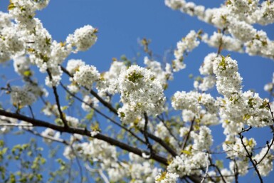 Prunus avium mehrstämmig 200-250